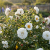 Róża Pomarszczona Alba (Rosa Rugosa Alba) – sadzonka w doniczce C2 – Botana