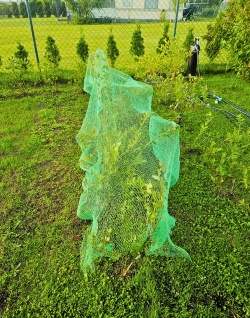 Siatka ochronna 3 x 5 m Green Star