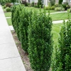 Trzmielina Japońska Green Spire (Euonymus Japonica Green Spire) – sadzonka w doniczce P12 – Botana