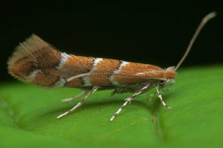 Pułapka Feromonowa – Szrotówek kasztanowcowiaczek – 1 szt. Agrecol