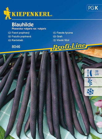 Fasola Tyczna 'Blauhilde' – Fioletowa – Kiepenkerl