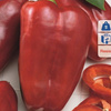 Papryka 'Bendigo' – Odporna – Kiepenkerl