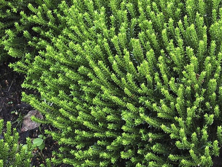 Hebe Imbricata Dachówkowate - 15 szt. pakiet