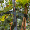 Taśma Do Podwiązywania Roślin – 3 cm x 50 m – Biogród