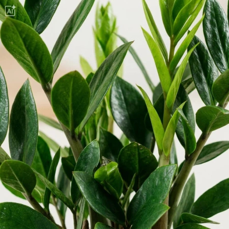 Zamiokulkas zamiolistny (Zamioculcas zamiifolia) – sadzonka rozmiar M