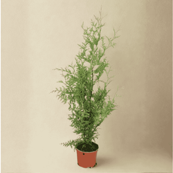 Tuja Żywotnik Zachodni Brabant