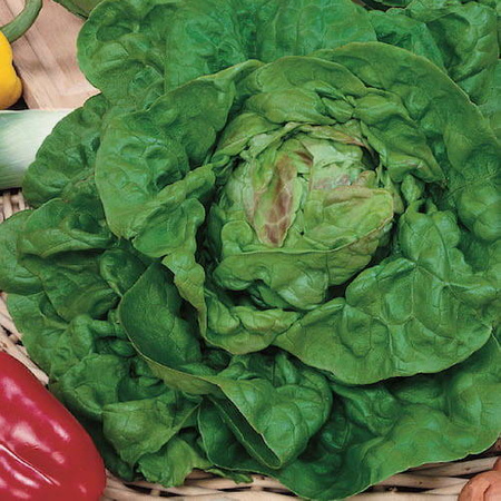 Sałata Głowiasta 'Maikonig' – Kiepenkerl