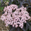 Bez Czarny Black Beauty (Sambucus Nigra Black Beauty) – sadzonka w doniczce C3 – Botana