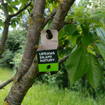 Mszyca Stoper - 100 larw biedronki dwukropki – na 5 roślin lub 5 m²