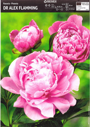 Paeonia - Piwonia dr. Alex Flamming