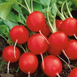 Rzodkiewka 'Saxa 3' – Bardzo Popularna – Kiepenkerl