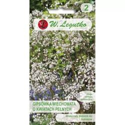 Gipsówka Wiechowata – Biała – Legutko