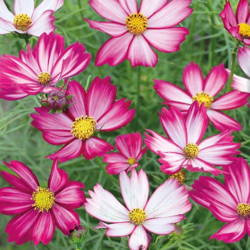 Kosmos Podwójnie Pierzasty 'Purple Red White' – Nasiona Kiepenkerl