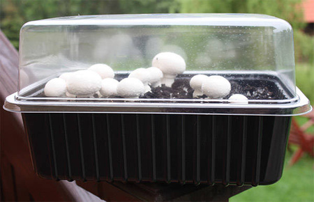 Pieczarka Biała – Zestaw Do Uprawy Grzybów – 3 l Exotic Grow Planto