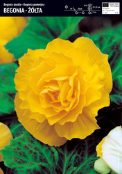 Begonia Pełna Żółta Large Flowered Double - 1 szt.