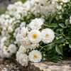 Róża okrywowa Biała The Fairy Pink (Rosa Miniature The Fairy White) – sadzonka w doniczce C1,5 – Botana