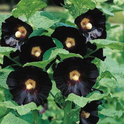 Malwa Ogrodowa 'Nigra' – Kiepenkerl
