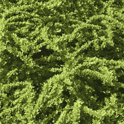 Berberys Thunberga 'Green Carpet' – sadzonka w doniczce C2 – Botana