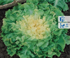 Endywia 'Breedblad Volhart Winter' – Kiepenkerl