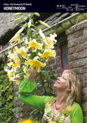 Lilia Drzewiasta 'Honeymoon' – 1 szt.