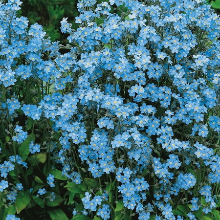 Niezapominajka 'Heavenly Blue' – Kiepenkerl
