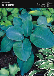 Funkia Hosta 'Blue Angel' – 1 szt.