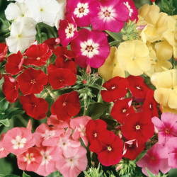 Floks Drymmonda – Mix Nasion – Kiepenkerl