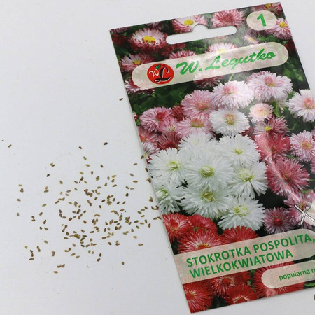 Stokrotka Wielkokwiatowa – Mix Kolorów – Legutko 