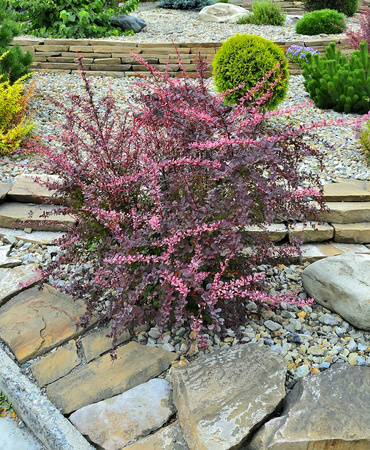 Berberys Thunberga 'Pink Queen' – sadzonka w doniczce C2 – Botana