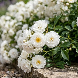 Róża okrywowa Biała The Fairy Pink (Rosa Miniature The Fairy White) – sadzonka w doniczce C1,5 – Botana
