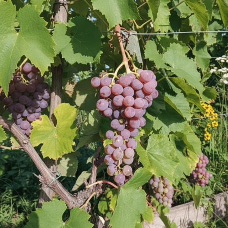 Winorośl Reliance – odmiana deserowa – sadzonka w doniczce C2 – Botana