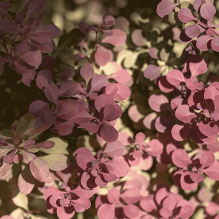 Berberys Thunberga 'Orange Dream' – Sadzonka 30 cm