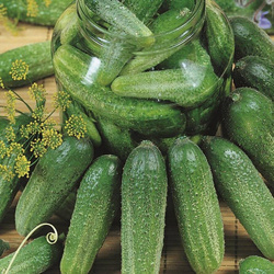 Ogórek Gruntowy 'Twigy' F1 – Kiepenkerl