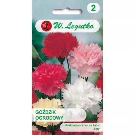 Goździk Ogrodowy – Mix Kolorów – Legutko