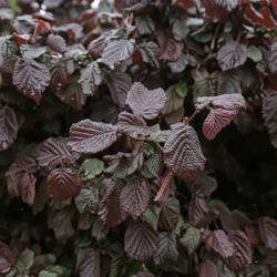 Leszczyna Pospolita Red Majestic (Corylus Avellana Red Majestic) – sadzonka w doniczce C5 – Botana