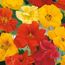 Nasturcja 'Tip Top' – Mix Nasion – Kiepenkerl