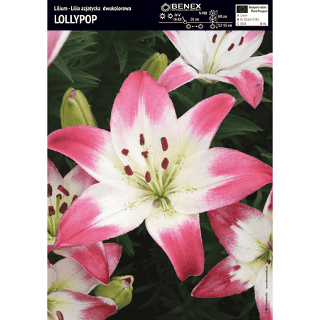 Lilia azjatycka Lollypop