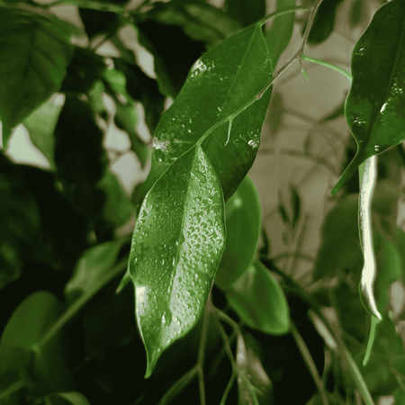 Regenerator do roślin zielonych – odżywka, nawóz w sprayu (mgiełka) – 300 ml Vegano