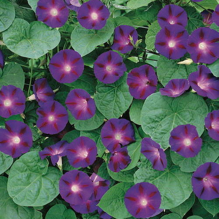 Wilec 'Grandpa Ott' – Kiepenkerl