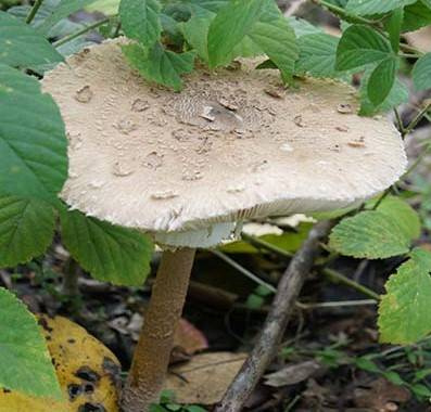 Czubajka Kania – Grzybnia Do Ogrodu – 750 ml Exotic Grow Planto