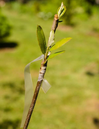 Paski Do Okulizacji i Szczepienia Roślin