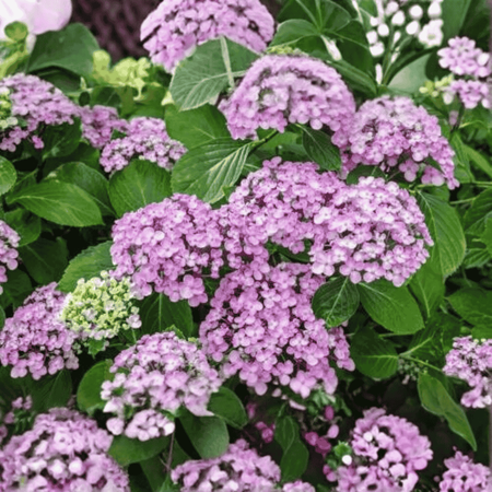 Hortensja Ogrodowa 'Ayesha' – Sadzonka 45-60 cm