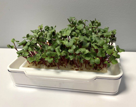 Mikrolistki – Zestaw Do Uprawy MicroGreen + Nasiona – Kiepenkerl