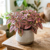 Niedośpian (Hypoestes Pink Panther) – sadzonka