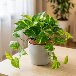 Epipremnum złociste (Epipremnum aureum) – sadzonka rozmiar M