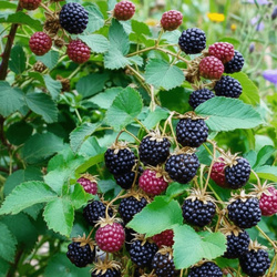 Jeżyna bezkolcowa Thornfree  – duże, czarne owoce – sadzonka w doniczce C2 – Botana