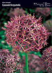 Czosnek Ozdobny 'Czosnek Krzysztofa' – 12 szt.