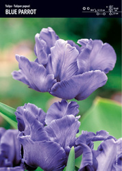 Tulipan Papuzi 'Blue Parrot' – 10 szt
