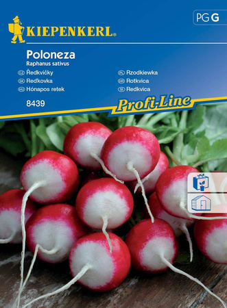 Rzodkiewka 'Poloneza' – Biały Czubek – Kiepenkerl