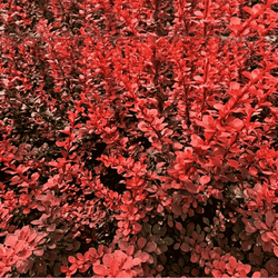Berberys Thunberga 'Red Pilar' – sadzonka w doniczce C2 – Botana